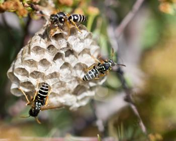 wasps on comb in nature