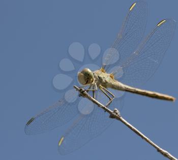 dragonfly on a background of blue sky