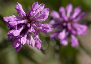 purple flower in nature. macro