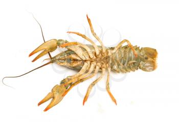 live crayfish on a white background