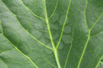 cabbage leaves in nature as the background