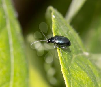 small beetle in nature. macro