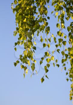 Leaves on a branch of a birch against the sky