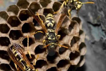 wasps on comb. macro