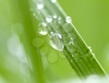 water drops on grass in nature. Macro