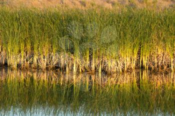reeds on the lake with reflection