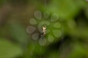spider in nature. macro