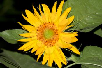 sunflower flower in nature
