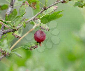 Red gooseberries on a bush in the garden