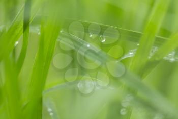 water drops on grass in nature with beautiful bokeh