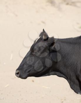 head of black cows