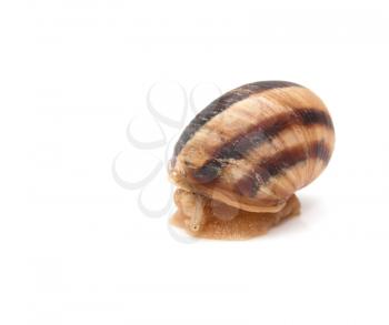 snail on a white background. macro