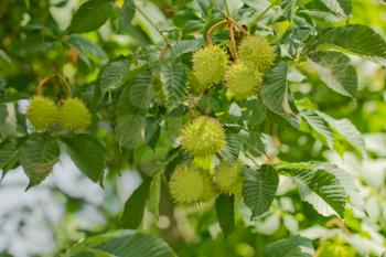 chestnut tree with fruits in nature