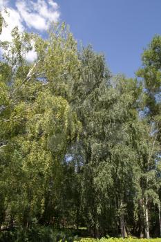 beautiful birch outdoors in the park