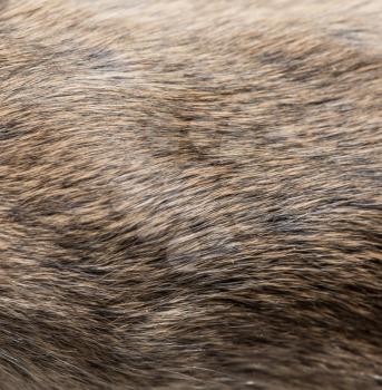 background of fur. texture