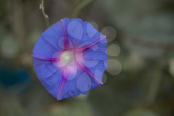 blue flower in nature. macro