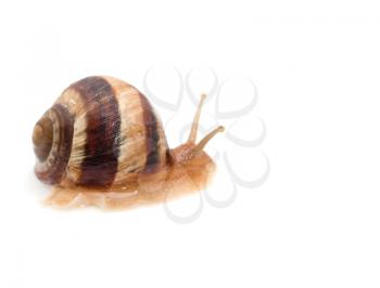 snail on a white background. macro
