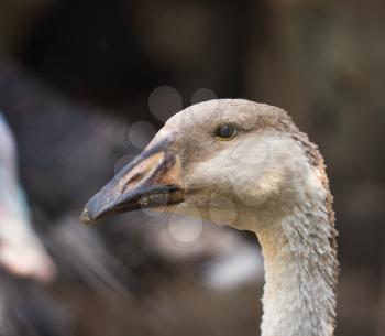 portrait of a goose