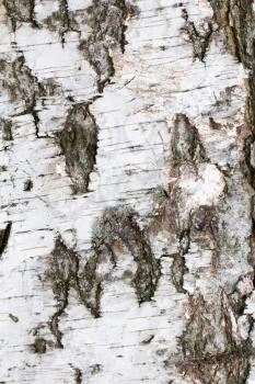 background birch bark