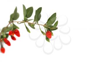 red chili pepper on the bush on a white background