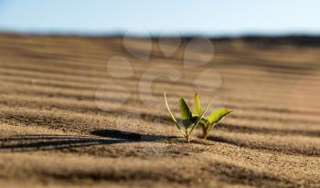A plant on the sand in the desert .