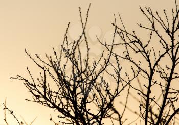 Bare branches of trees at sunset