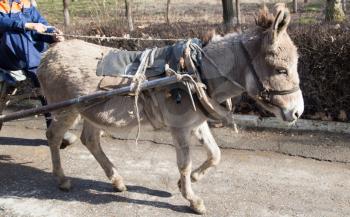 donkey cart driven in the park