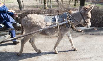donkey cart driven in the park
