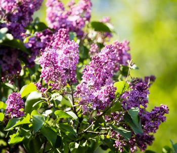 Beautiful lilac flowers in a park in the nature