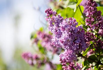Beautiful lilac flowers in a park in the nature