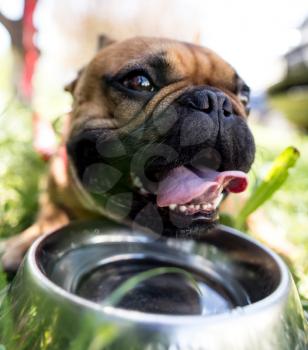 Dog drinking water from a bowl outdoors .