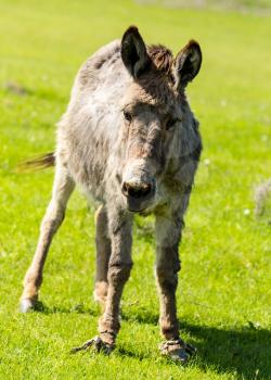 A donkey grazes pasture in a field with grass .