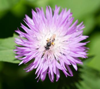 Bee sits on a purple flower in nature