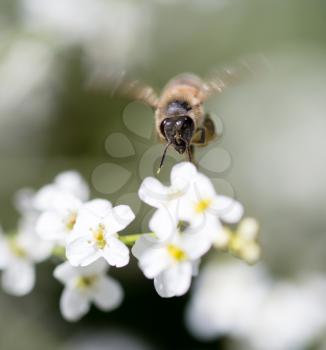 Bee on small white flowers in nature .