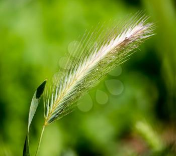 Ears of corn on green grass in nature .