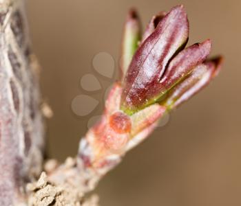 Bud on a branch of a plant. macro