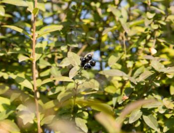 Deep blue and glossy berries on a shrub of the Wild Privet, Ligustrum vulgare, in autumn