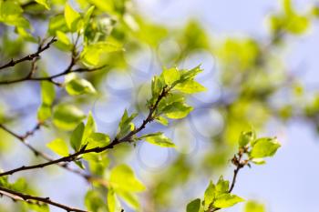 Small green leaves on a tree in spring .