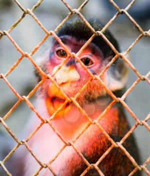 Monkey in a cage in a zoo .