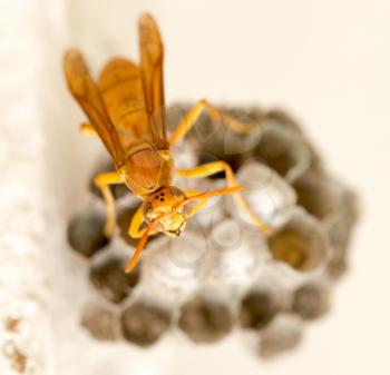 The wasp sits on an aspen. macro