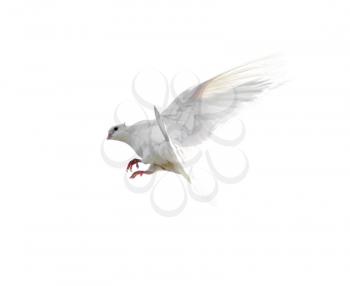 White dove in flight isolated on white background .
