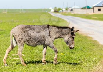 The donkey crosses the road in the village