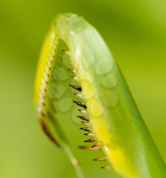 The paw of a green mantis in nature. macro