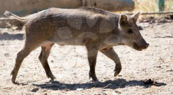 A young wild boar lives in the zoo