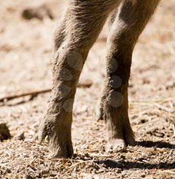 Legs with hoofs in a wild boar on the ground.