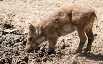 A young wild boar lives in the zoo