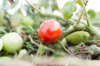 A tomato on a bush in the garden .