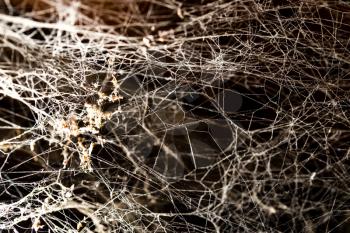 Spider web on the ceiling as a background .