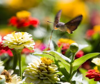 Butterfly in flight gathers nectar from flowers .