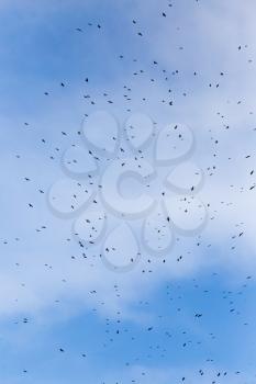 A flock of raven birds on a blue sky .